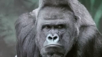 gorilla-hmm.gif