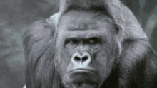 gorilla hmm thinking observing