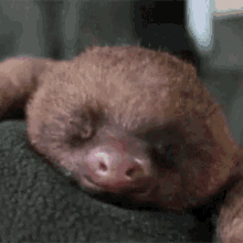 Baby Sloth Ahhhh GIF - Baby Sloth Ahhhh Yawning GIFs