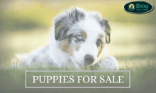 Kittens For Sale Breeders Of Bengal Cats GIF - Kittens For Sale Breeders Of Bengal Cats Australian Shepherd Puppy GIFs