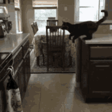 Cat Fail GIF - Cat Fail Jump GIFs