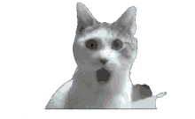 omg cat omg cat dance dancing omg cat omg cat dance dancing