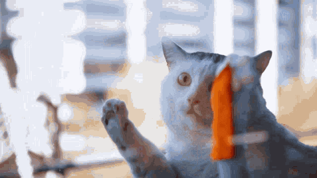 pussy-rub-cleaning-window.gif