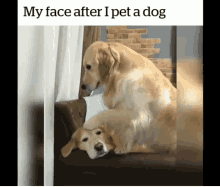 Yay My Face After I Pet A Dog GIF - Yay My Face After I Pet A Dog Funny Animals GIFs