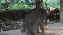 Baby Elephant GIF - Baby Elephant Flop GIFs