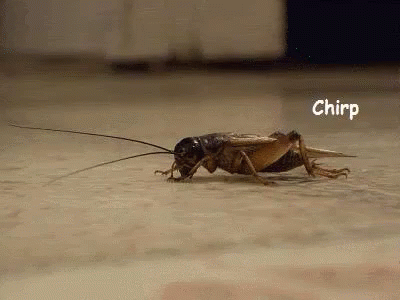 crickets-crickets-chirping.gif