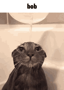 Bob Cat GIF - Bob Cat Water GIFs