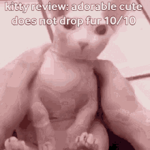 bingus kitty review cat adorable cute