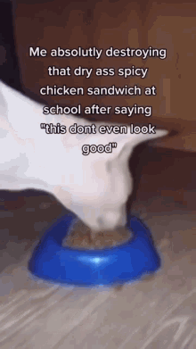 Cat Chicken Sandwich GIF - Cat Chicken Sandwich Meme GIFs