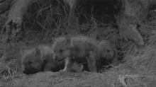 Wolf Pup GIF - Wolf Pup Black And White GIFs