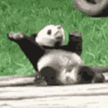 Panda Seulisasoo GIF - Panda Seulisasoo Panda Bear GIFs
