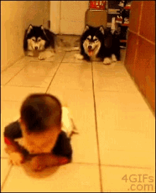 Baby Dogs Crawling GIF - Baby Dogs Crawling GIFs