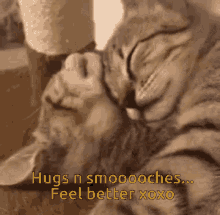 feel better kisses cats kitten hugs and smooches