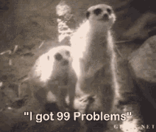 99problems Meerkats GIF - 99problems Meerkats Many Problems GIFs