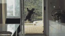 Best Spy GIF - Cats Best Spy Cat On Door GIFs