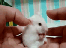 Mouse Upset GIF - Mouse Upset What GIFs