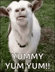 goat yum lick yummy farm goat