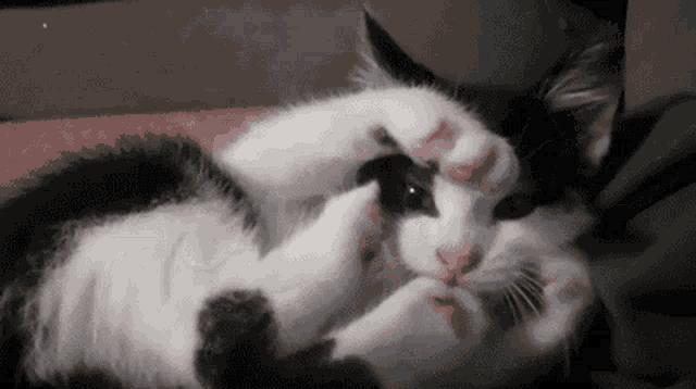 Cut You,Cute Animals,Cute Cat,Whats Going On,anonymous,aww,Omg Omg Omg,What...