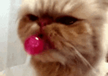 Lollipop GIF - Lollipop Sucker Cat GIFs