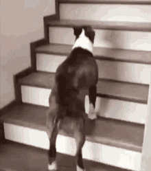 here i come up up up up dog stairs funny animals