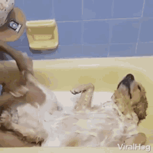 Relaxed Bath GIF - Relaxed Bath Soapy GIFs