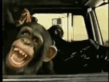 Monkey Laughing GIF - Monkey Laughing Hahaha GIFs