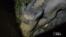 Resting How To Move A Rhino GIF - Resting How To Move A Rhino World Rhino Day GIFs