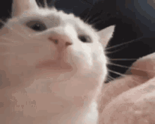 Cat Bobbing Head GIFs | Tenor