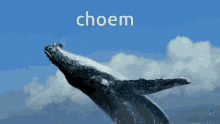 Choem Whale GIF - Choem Whale Whale Choem GIFs