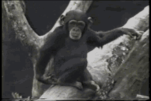 Thats Tinks Monkey GIF - Thats Tinks Monkey Fail GIFs
