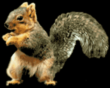 squirrel funny squirrel dance dancing funny squirrel dance squirrel funny squirrel dance dancing funny squirrel dance