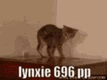Lynxie Osu GIF - Lynxie Osu Cat GIFs