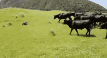 Runnnn GIF - Cow Cows Run GIFs