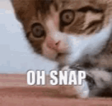 Oh Snap GIF - Oh Snap Kitten GIFs
