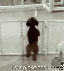 Excited Party GIF - Excited Party Dance GIFs