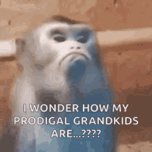 Pissed Off Monkey GIFs | Tenor