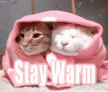 Stay Warm Cats GIF - Stay Warm Cats Snuggle GIFs