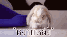 กระต่าย หงายหลัง ล้ม หงายเงิบ GIF - Rabbit Tip Over Tipping Over GIFs