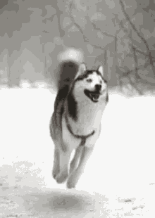 Dog Husky GIF - Dog Husky Flying GIFs