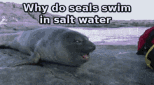 funny meme seal why do seals swim in salt water pepper water