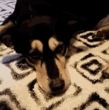 Dog Brows GIF - Dog Brows Cute GIFs