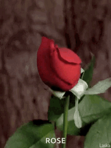 Rose Bloom GIF - Rose Bloom For You GIFs