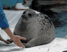 Seal Nope GIF - Seal Nope Bye GIFs