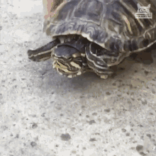 Hurry Race GIF - Hurry Race Turtle GIFs