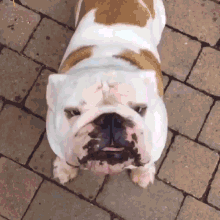 not happy bulldog pet cute dog