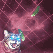 Cat Pickle GIF - Cat Pickle Laser GIFs
