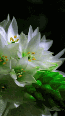 flower lily