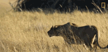 Lioness Hunting Savage Kingdom GIF - Lioness Hunting Savage Kingdom Hunt Mode GIFs