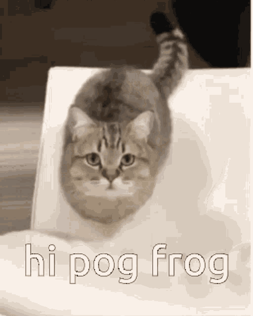Pogfrog Sinjindrowned Gif Pogfrog Sinjindrowned Hi Discover Share Gifs