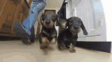 Dush Cam GIF - Dushound Can Chase GIFs